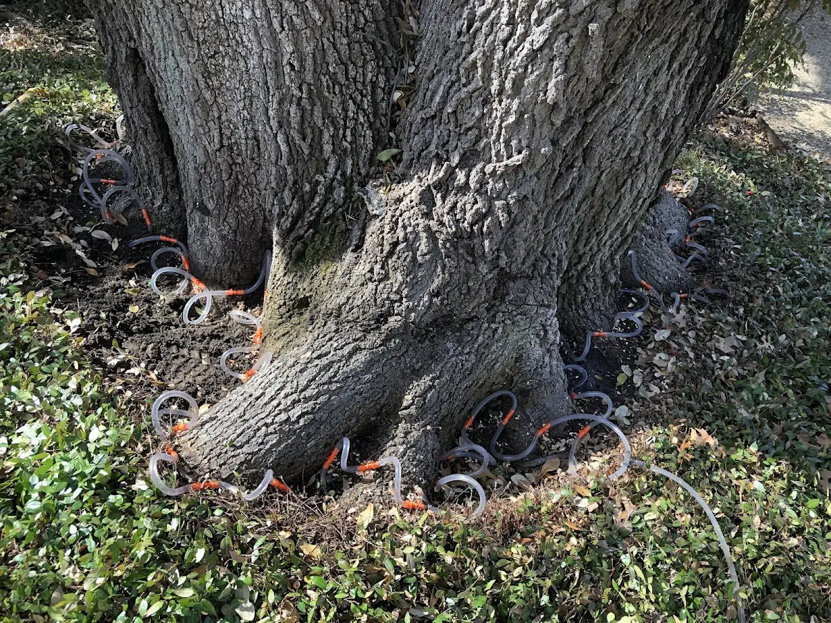 Detailed Tree Cabling and Bracing job site in Runnells