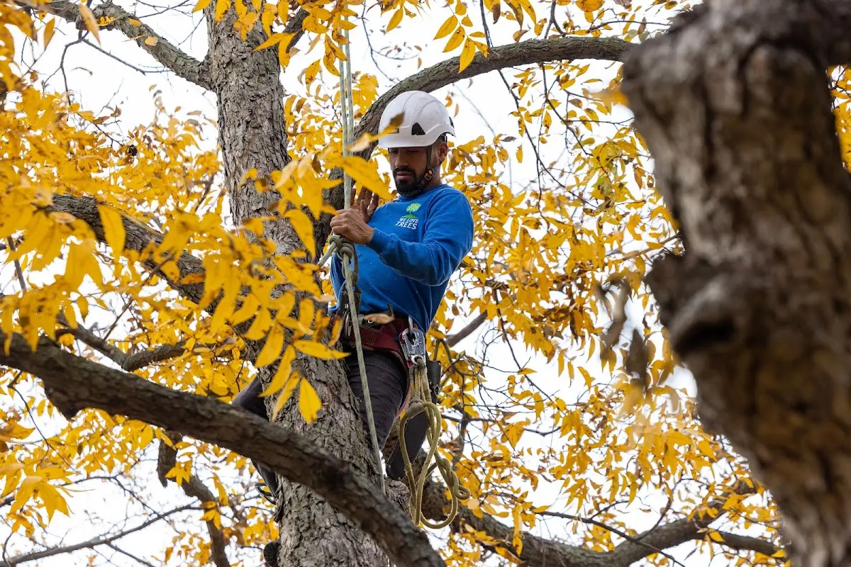 Skilled Tree Planing crew working in Runnells